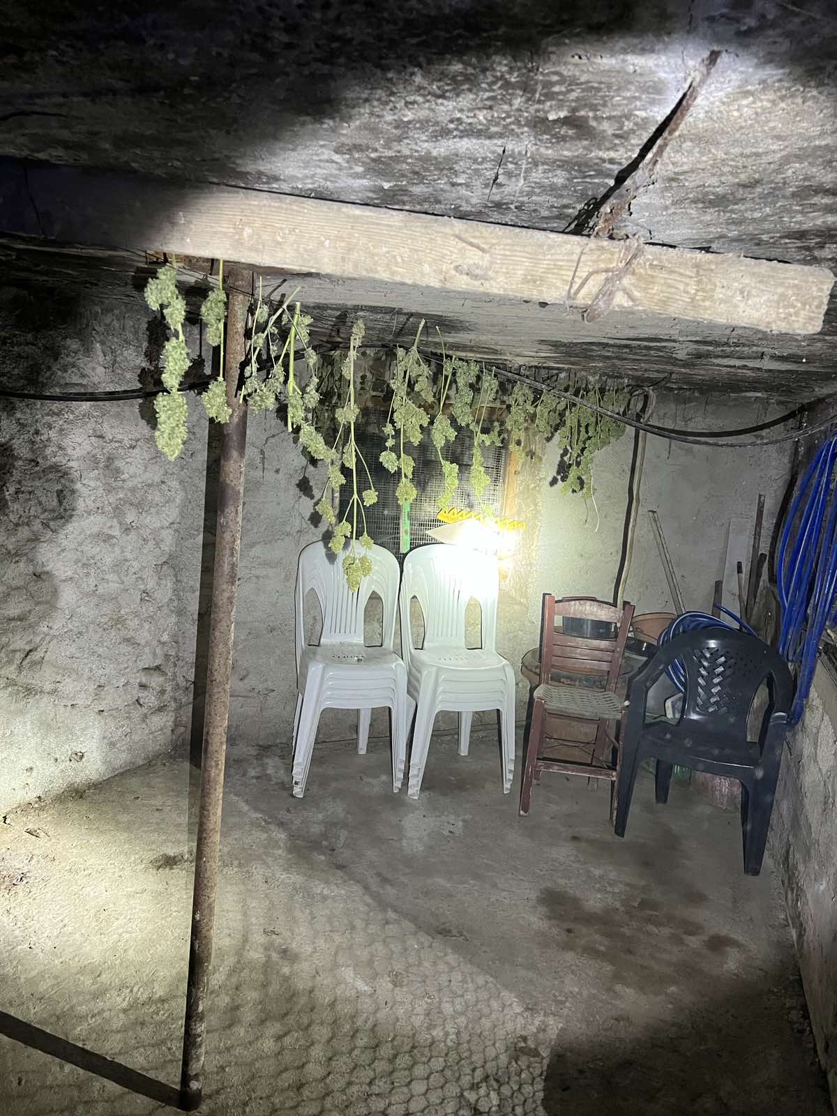 Μυλοπόταμος Κάνναβη