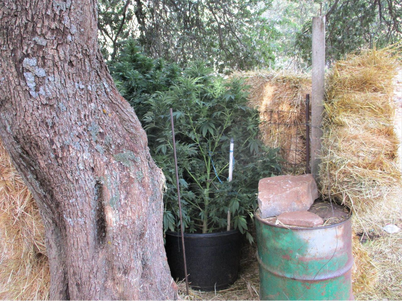 Φυτεία - Ζωνιανά