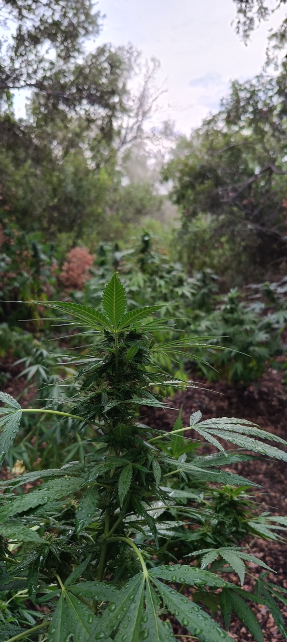 δενδρύλλιο που βρέθηκε