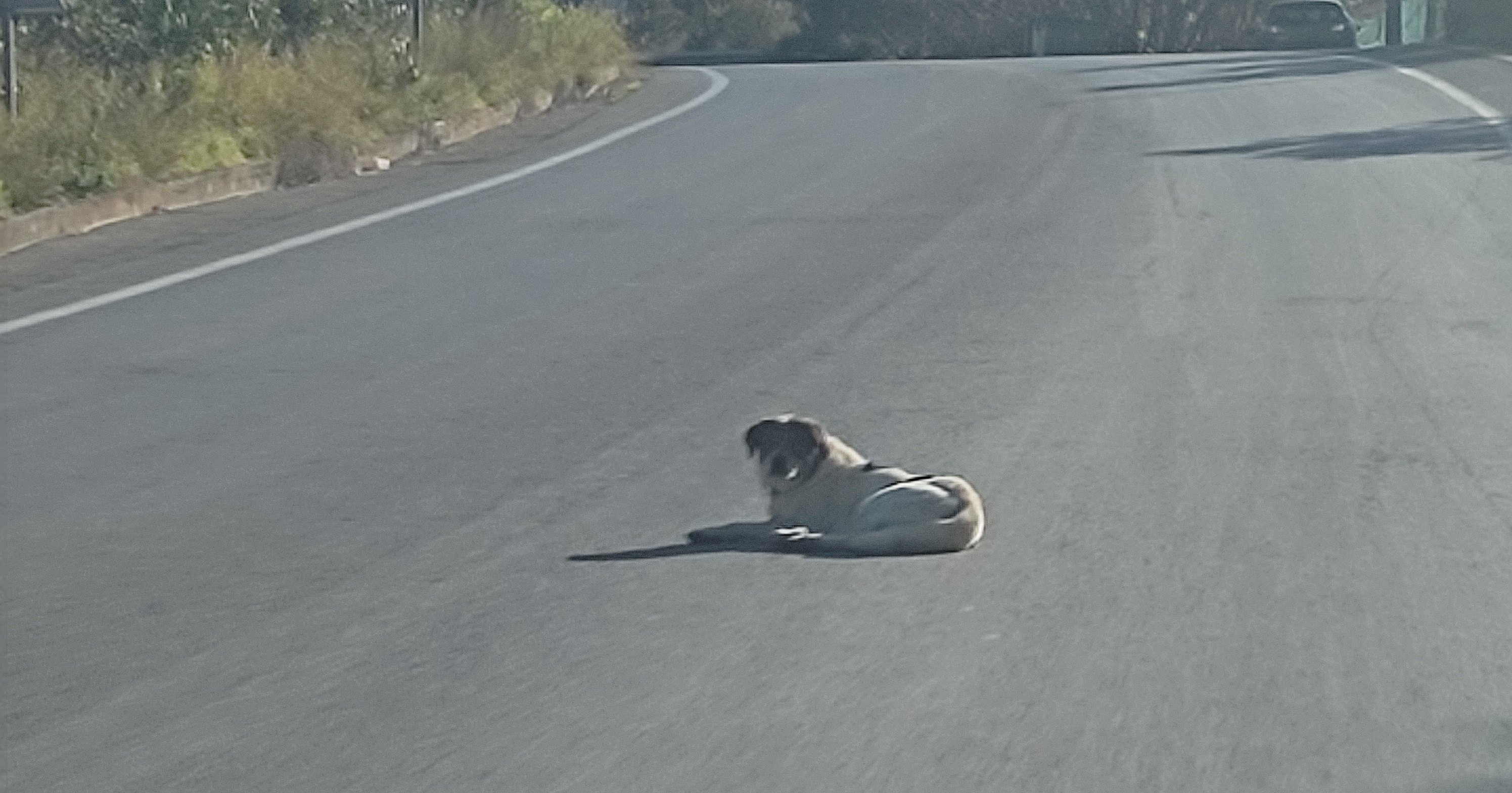 σκύλος Αρχάνεςηρακλειο δρόμος