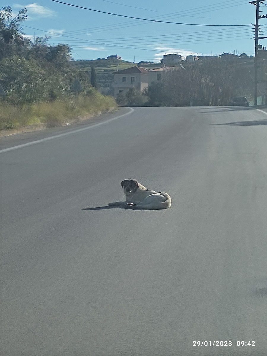 σκύλος Αρχάνεςηρακλειο δρόμος