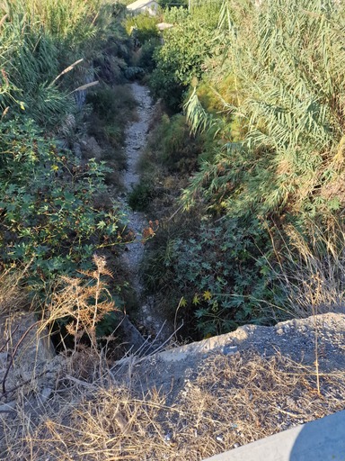 Καρτερός καλάμια