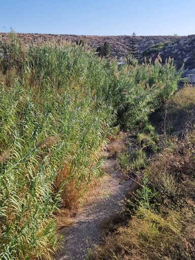 Καρτερός καλάμια