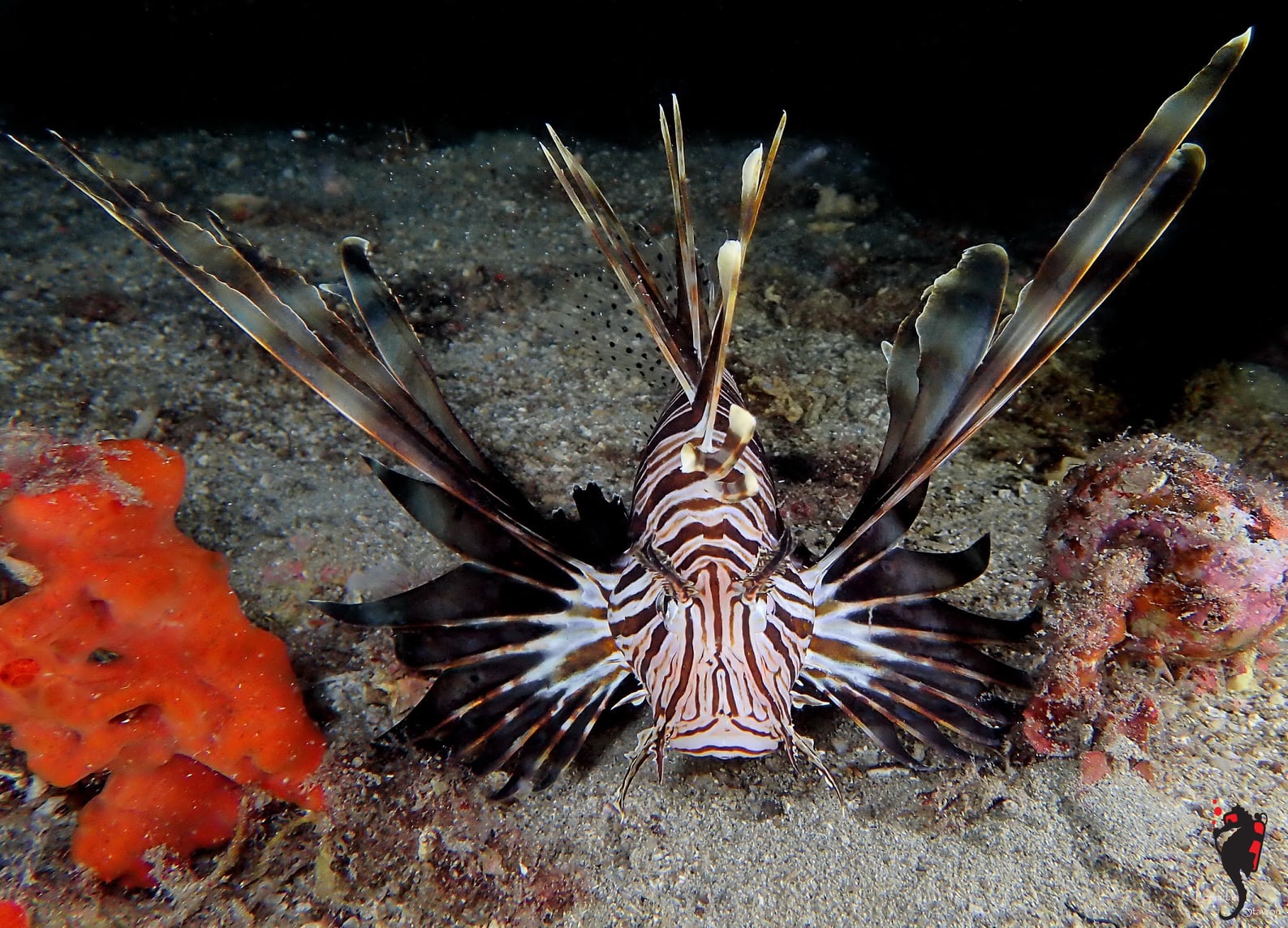 λεοντόψαρο