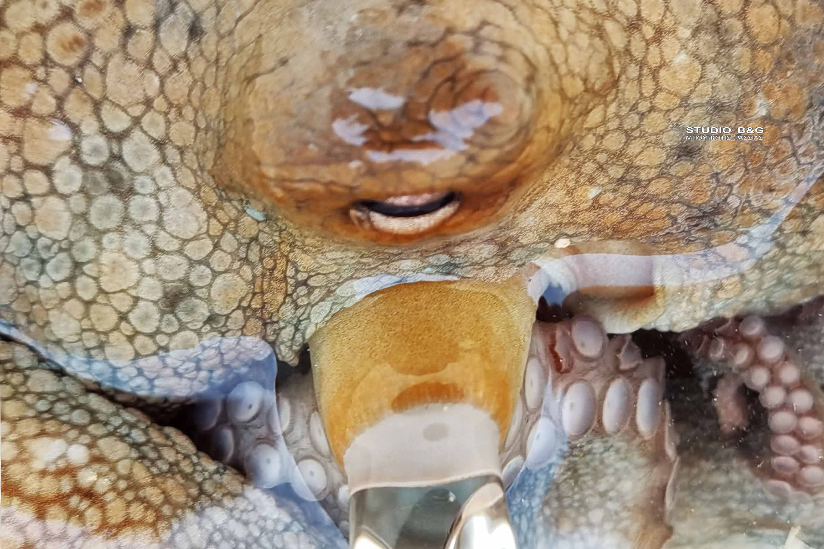 ΝΑΥΠΛΙΟ- ΧΤΑΠΟΔΙ ΒΓΗΚΕ ΣΤΗ ΣΤΕΡΙΑ