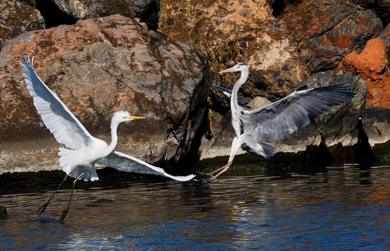 Σταχτοτσικνιάς Καράβολας Ηράκλειο Λιάσκος