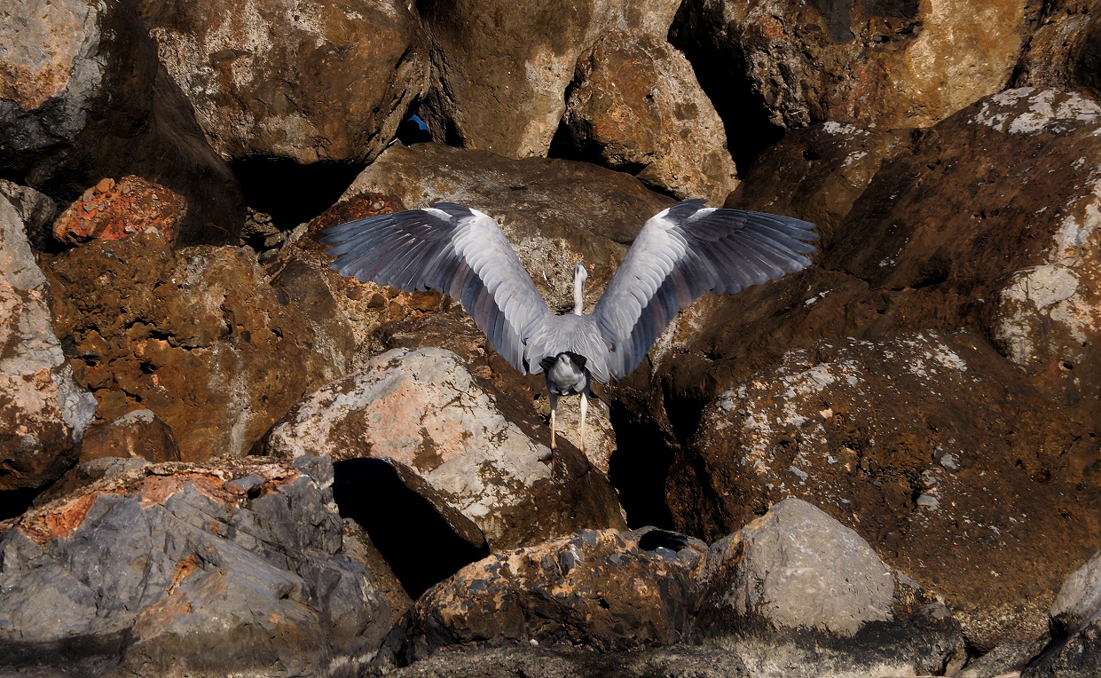 Σταχτοτσικνιάς Καράβολας Ηράκλειο Λιάσκος