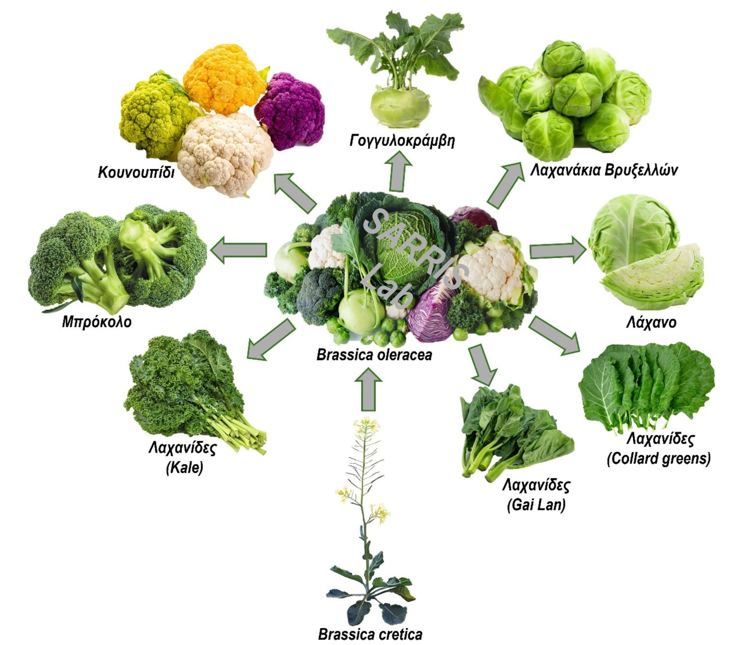 λαχανικό σαρρής