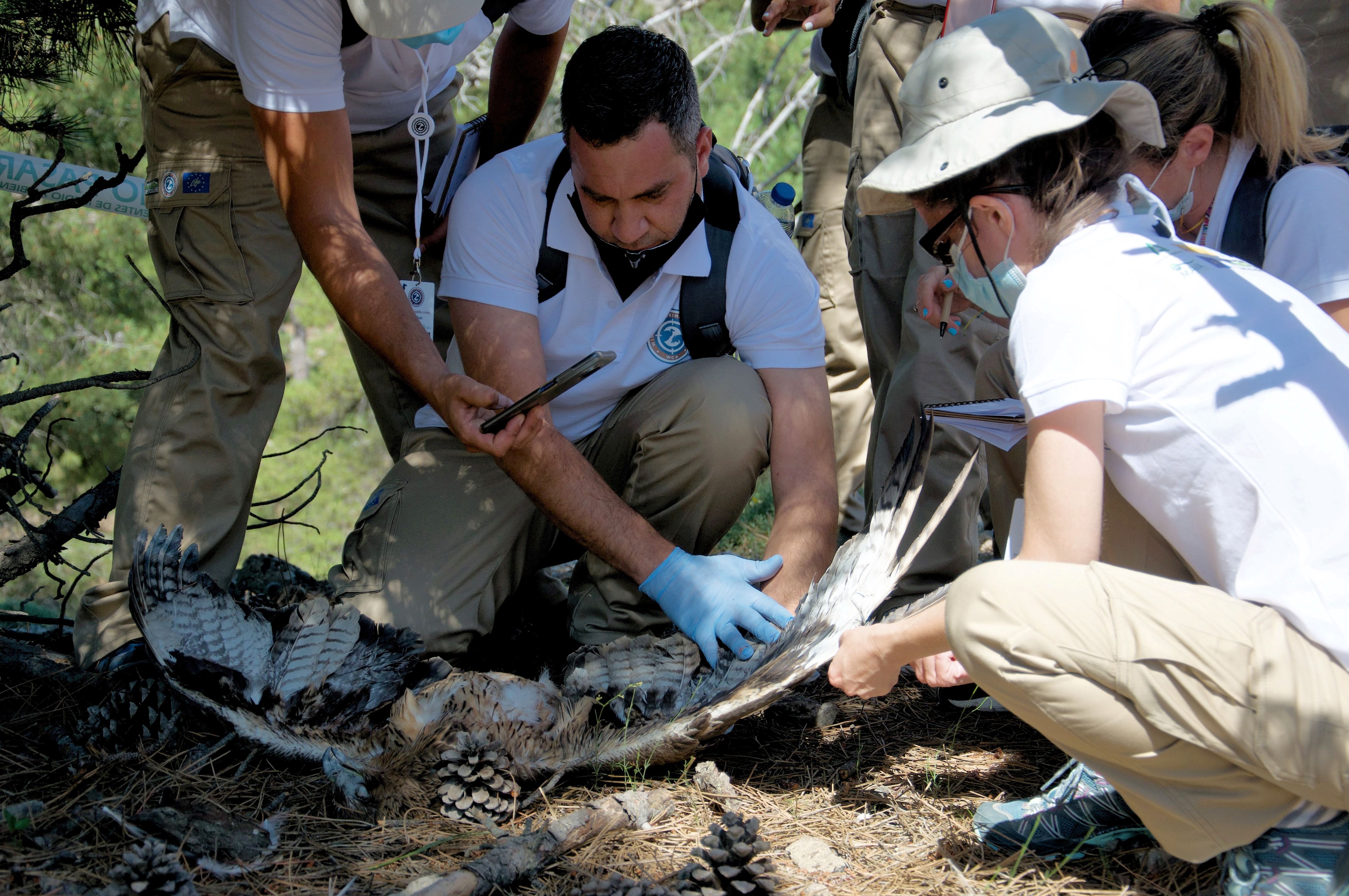 ορνιθολογικη