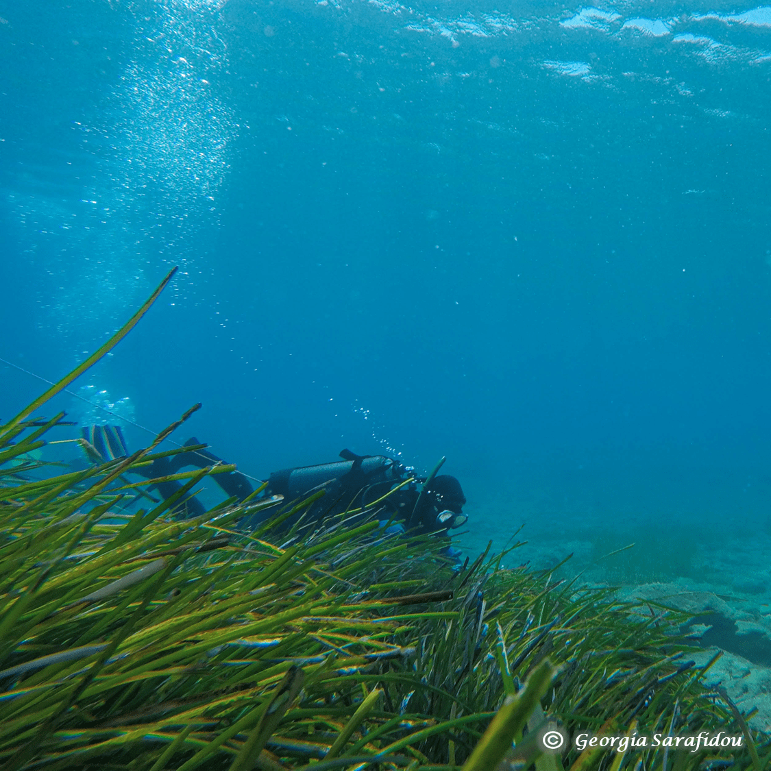 Βιοποικιλότητα διαγωνισμός παραλίες Κρήτη