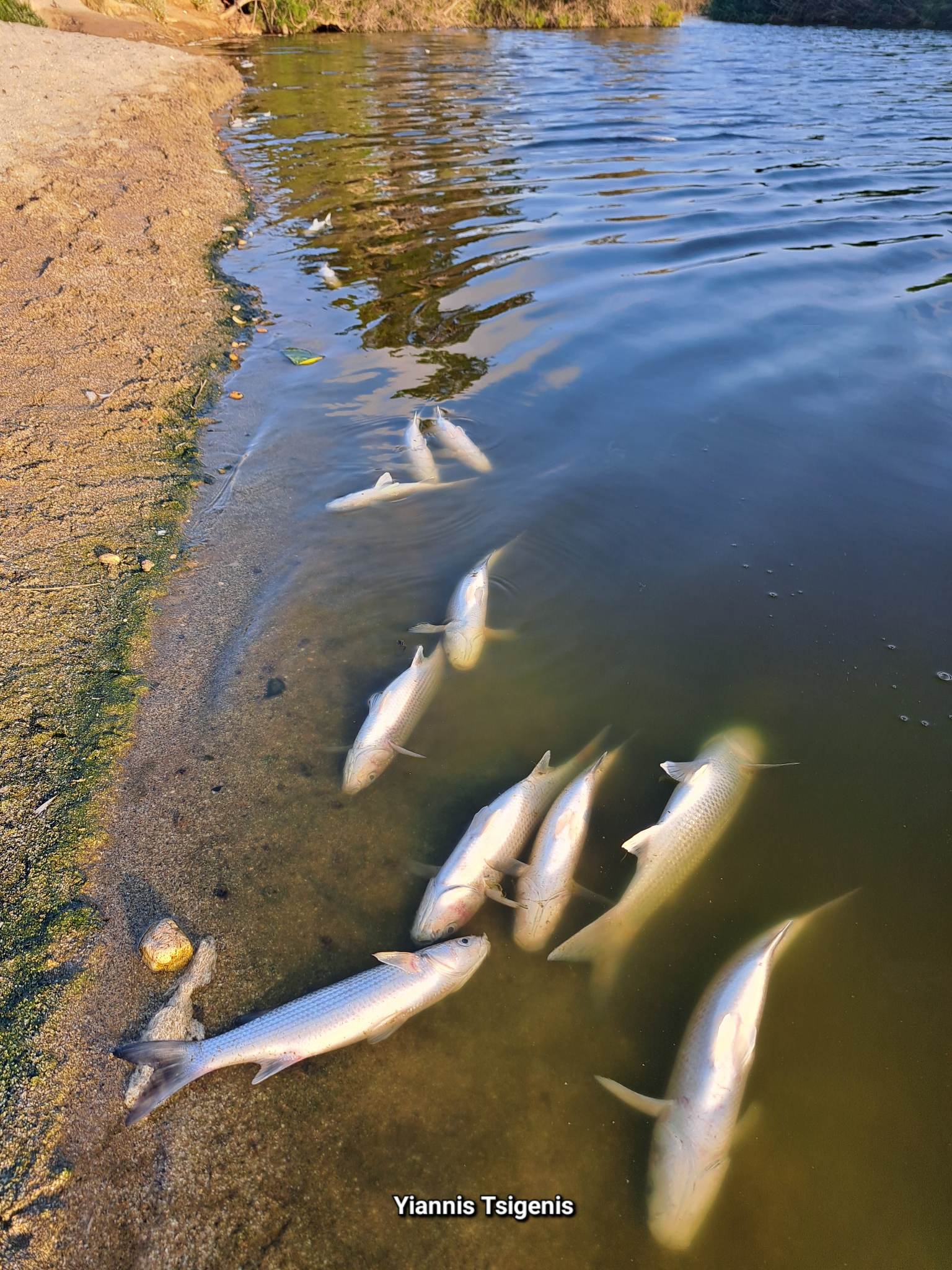 νεκρά ψάρια