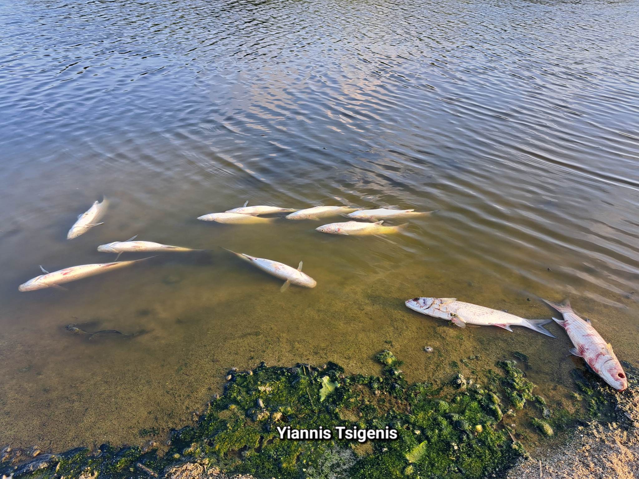 νεκρά ψάρια