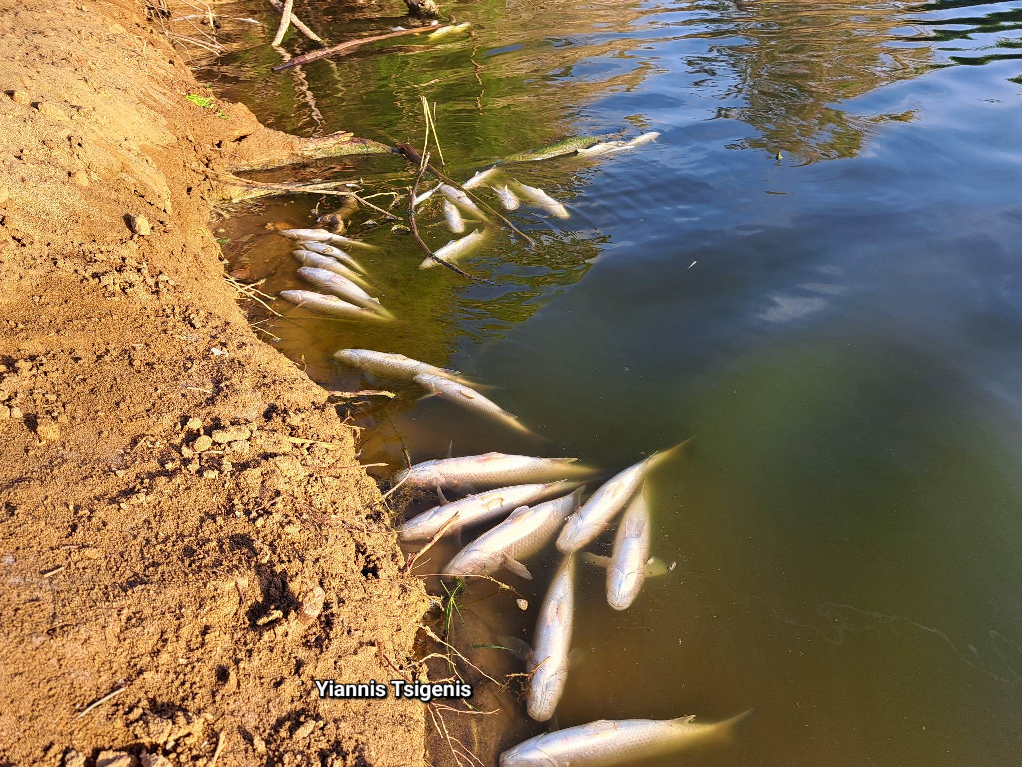 νεκρά ψάρια