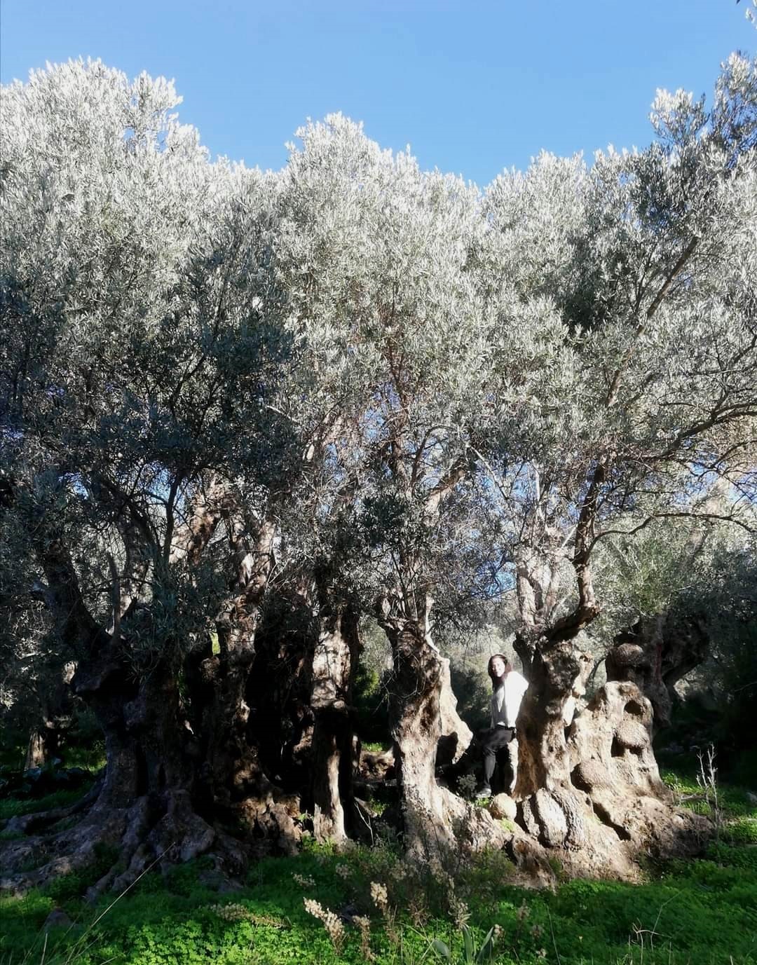 Αρχαία Ελιά Φουρφουράς Αμαρίου