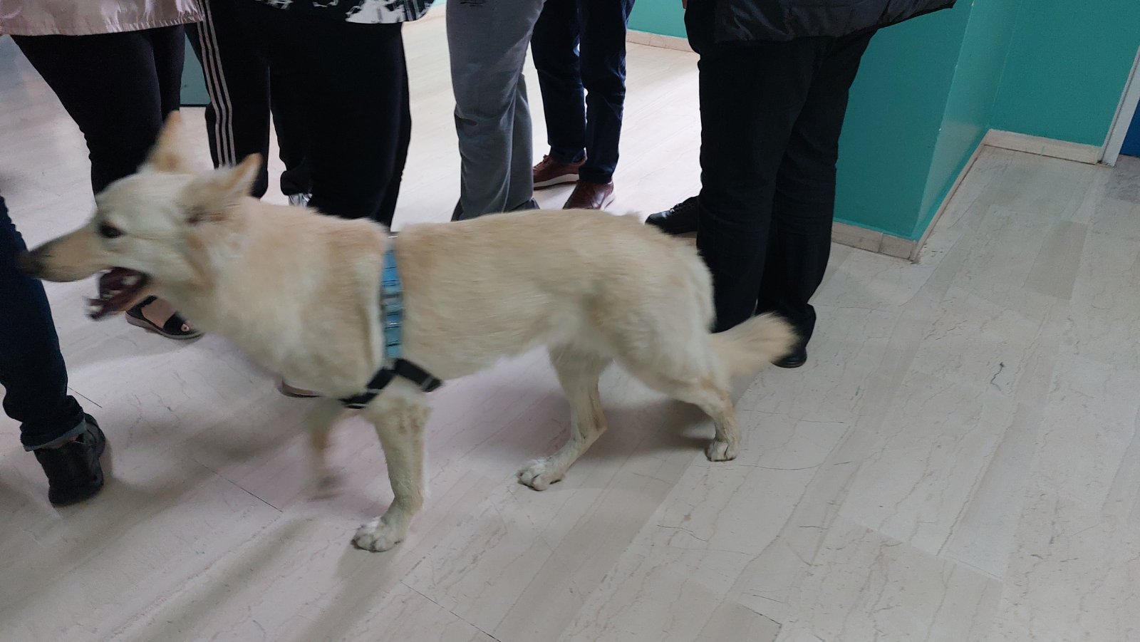 Σκύλος Αρχάνες