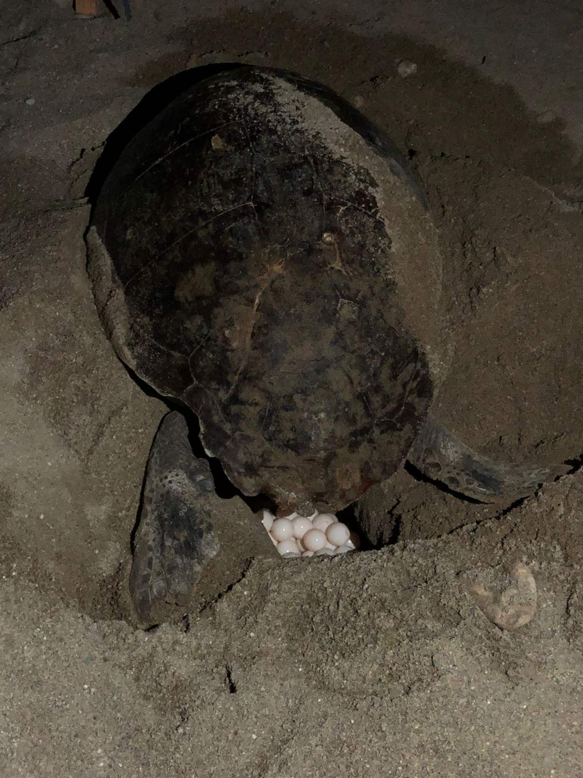 Δανόνι Θαλάσσια Χελώνα Φύση Αυγά Παραλία Ρέθυμνο