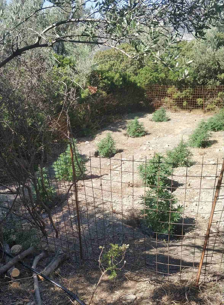 δενδρύλλια Αμάρι