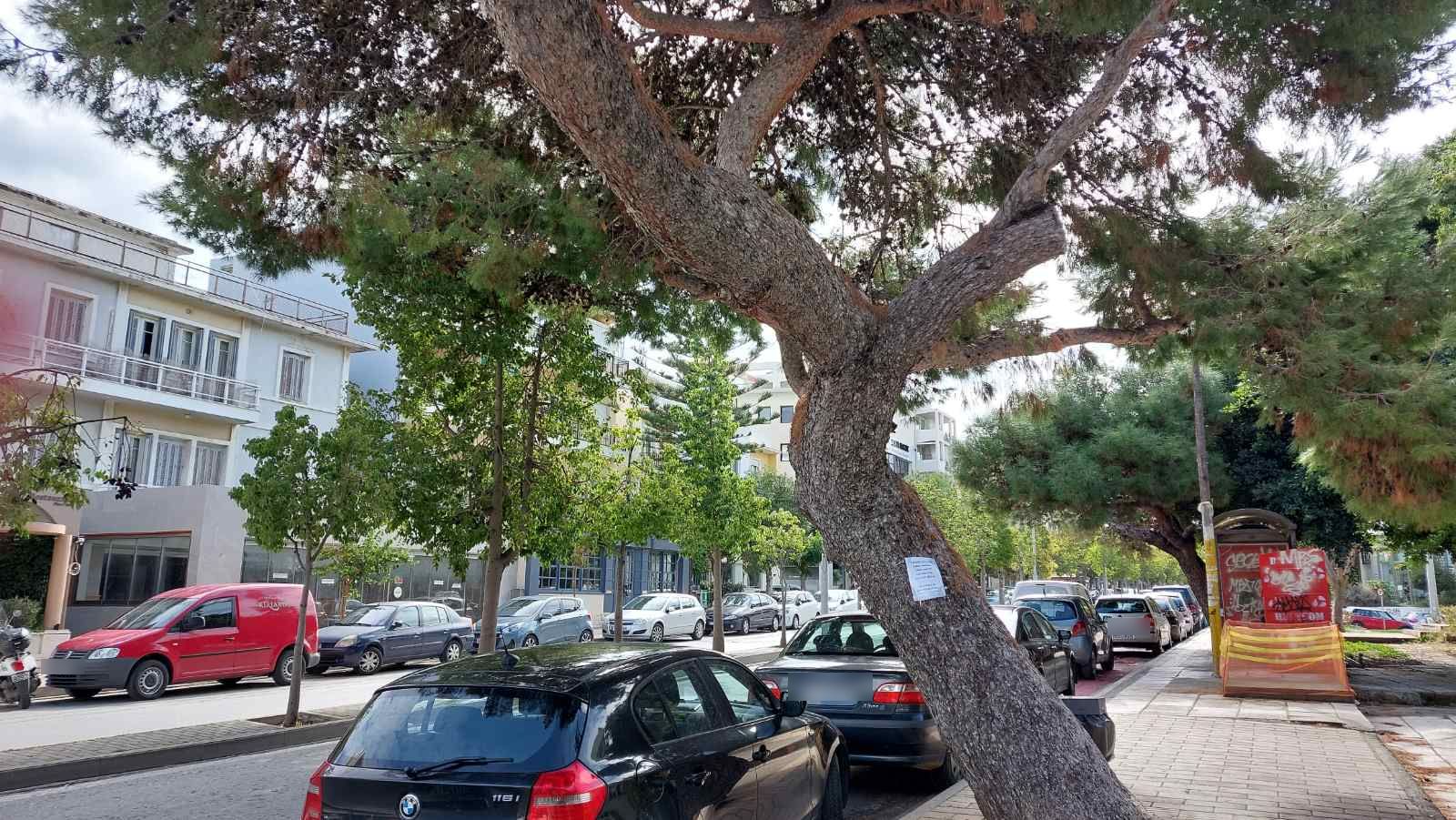 dentra leoforos dimokratias3