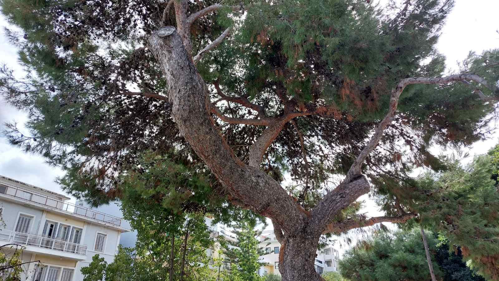 dentra leoforos dimokratias4