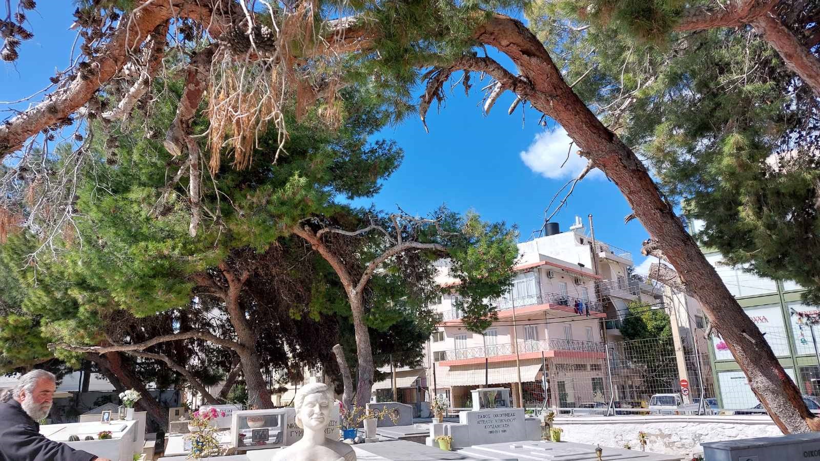 Δέντρα Αγιος Κωνσταντίνος