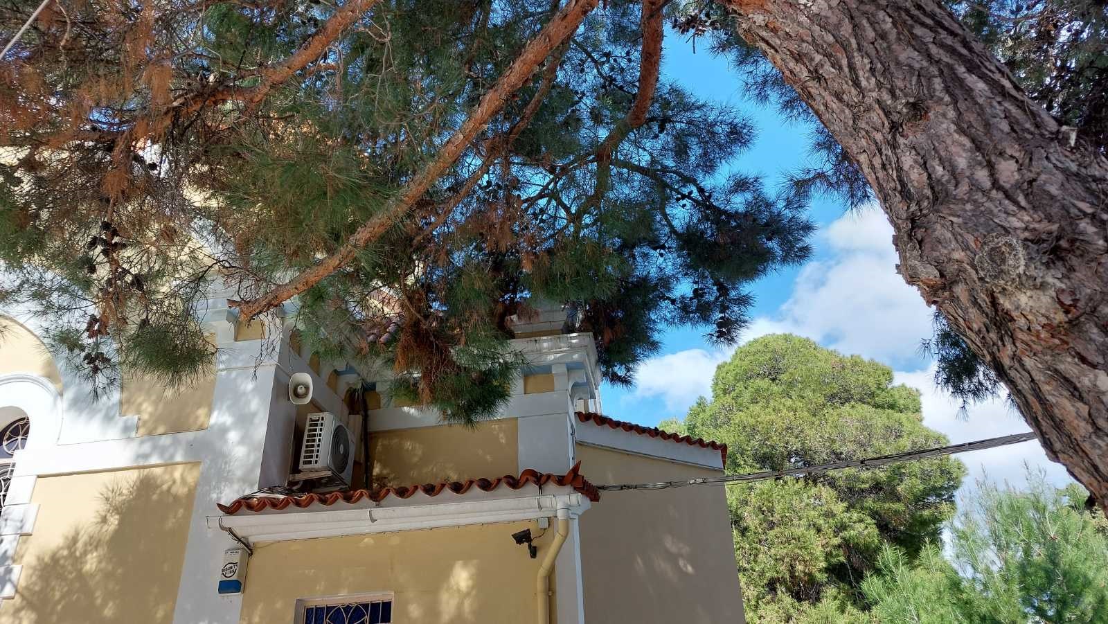 Δέντρα Αγιος Κωνσταντίνος