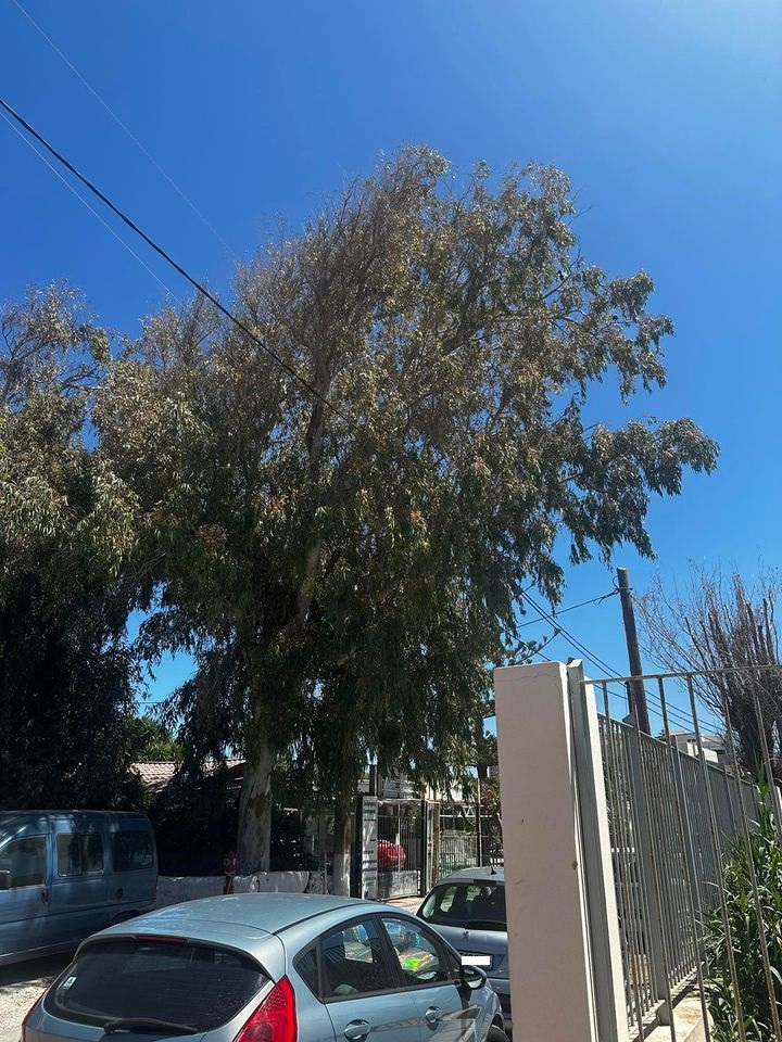 Δέντρα Νηπιαγωγείο Οδός Έβρου