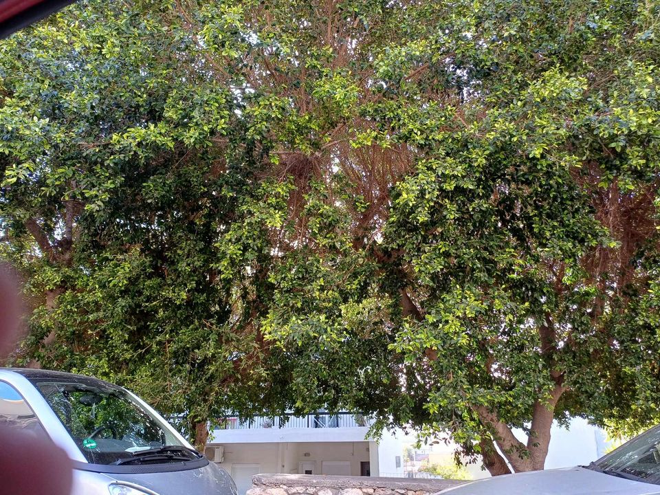 δέντρα Πατέλες Ηράκλειο