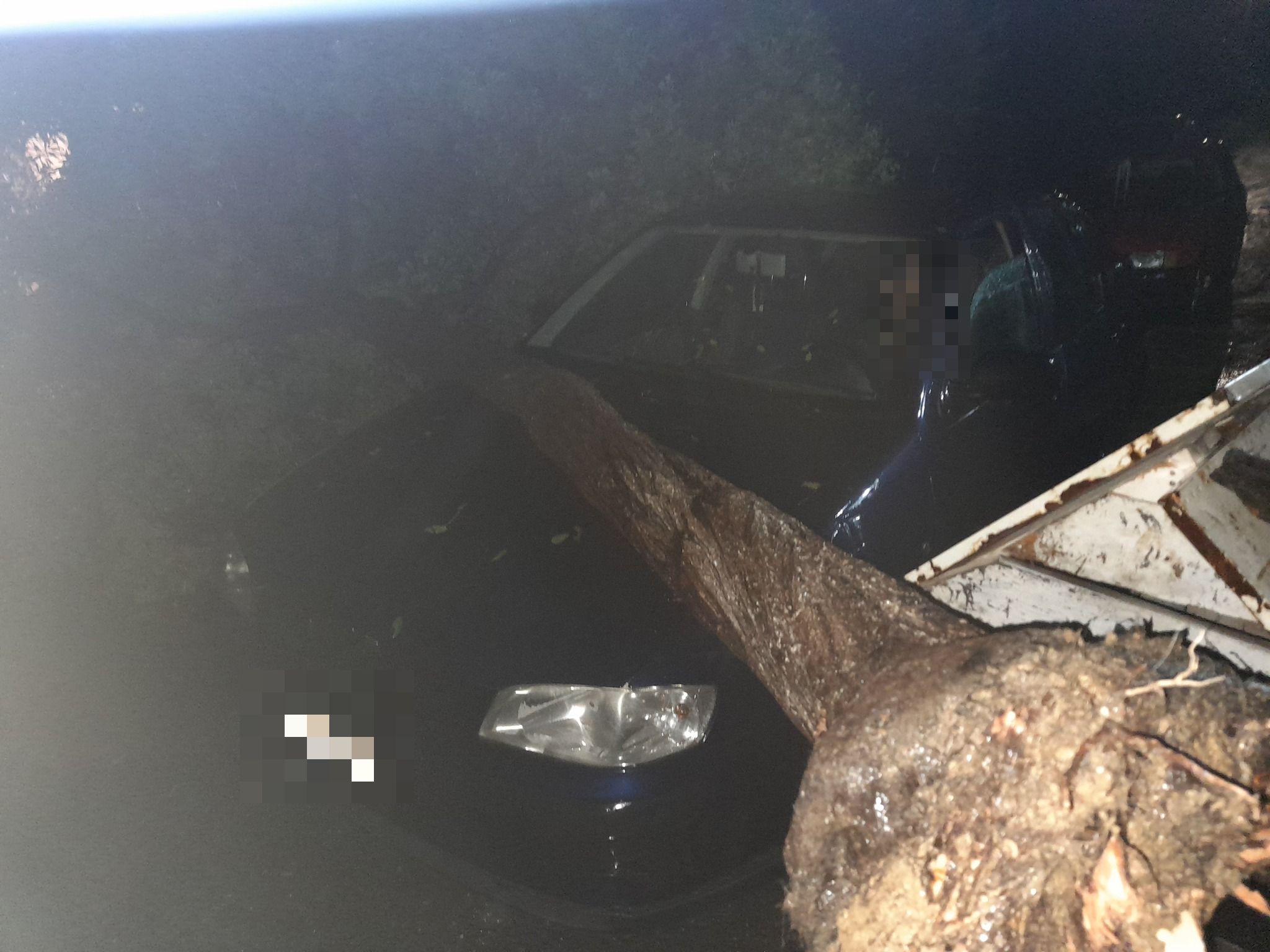 δέντρο κεραυνός