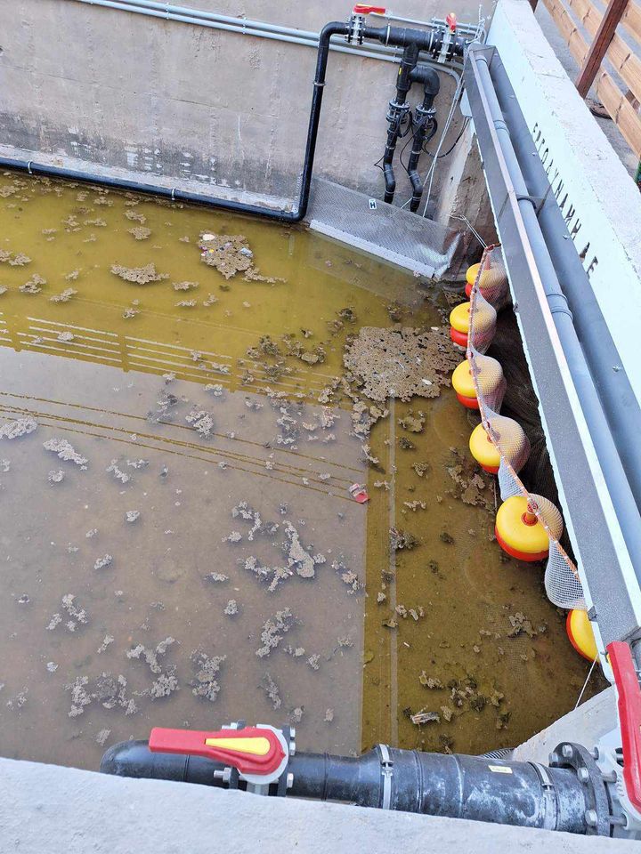 dysosmia agia pelagia