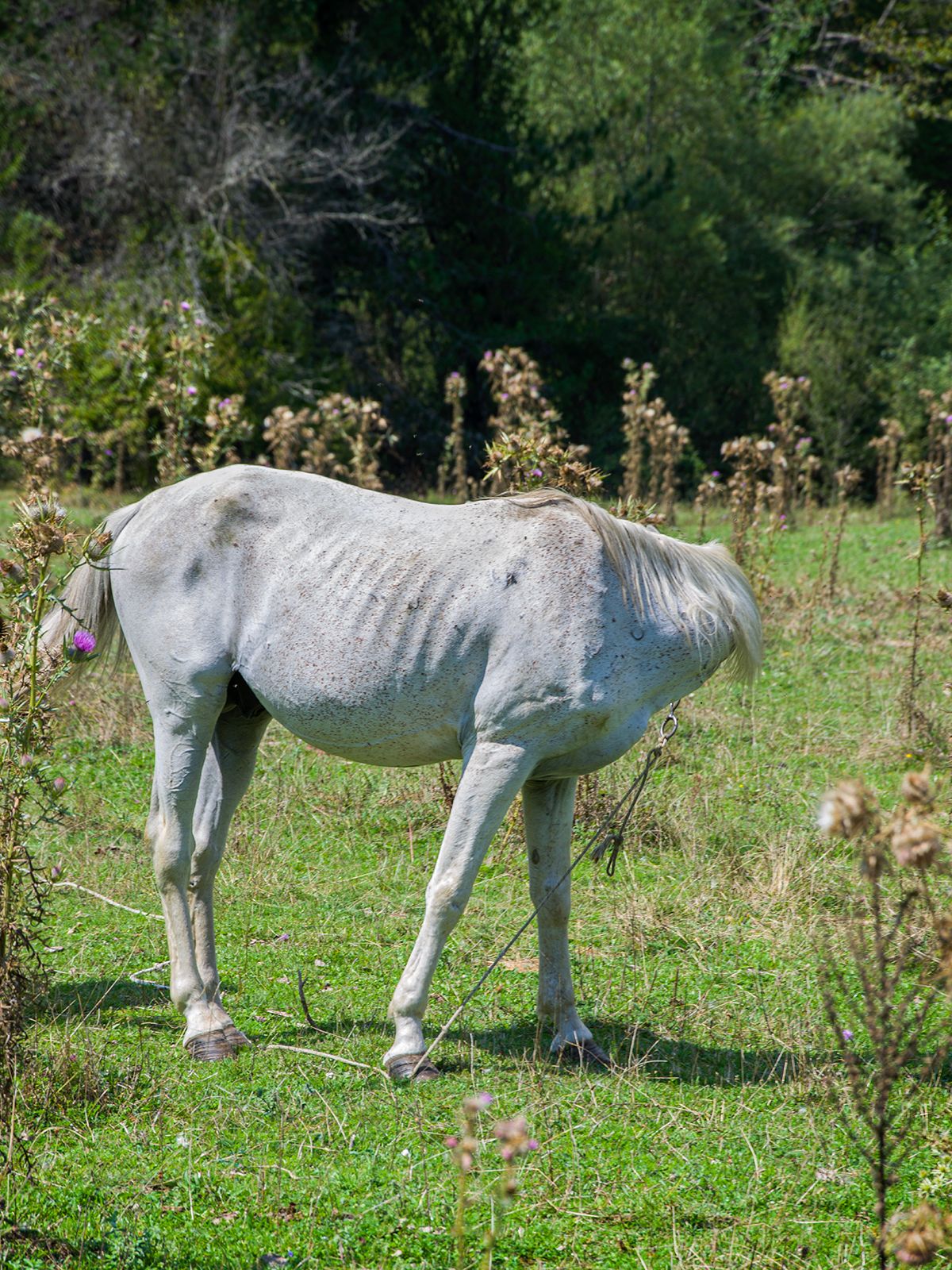 Μαρίνα Μεταξάκη Ασύμβατη πορεία