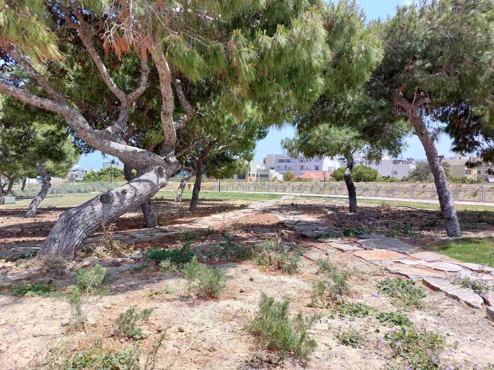 enetika teixi alsos2