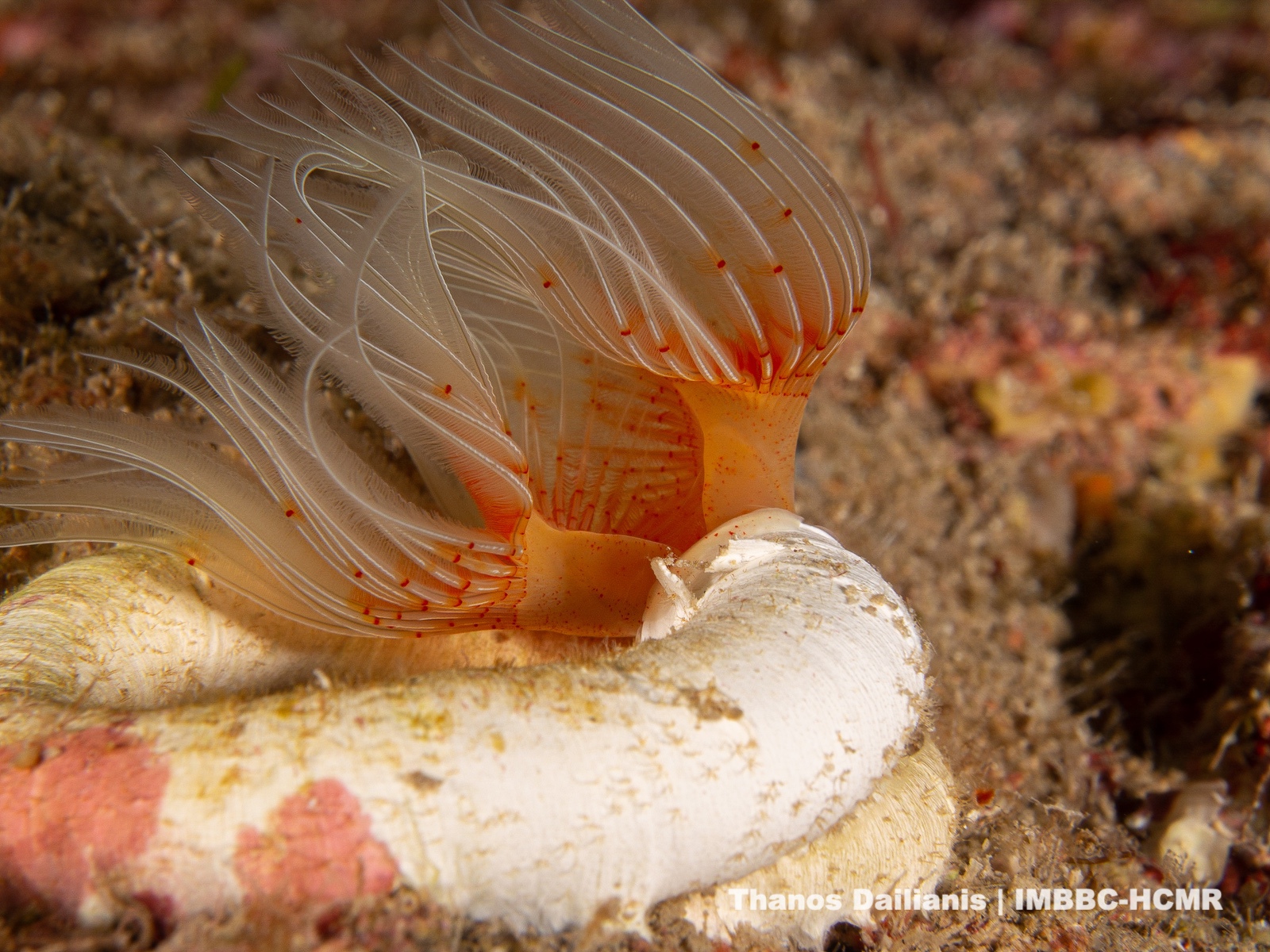 MAPWORMS - Μίμηση της προσαρμογής και της πλαστικότητας στους θαλάσσιους σκώληκες