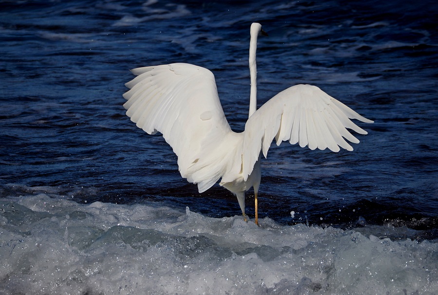 Ερωδιός στον Καράβολα