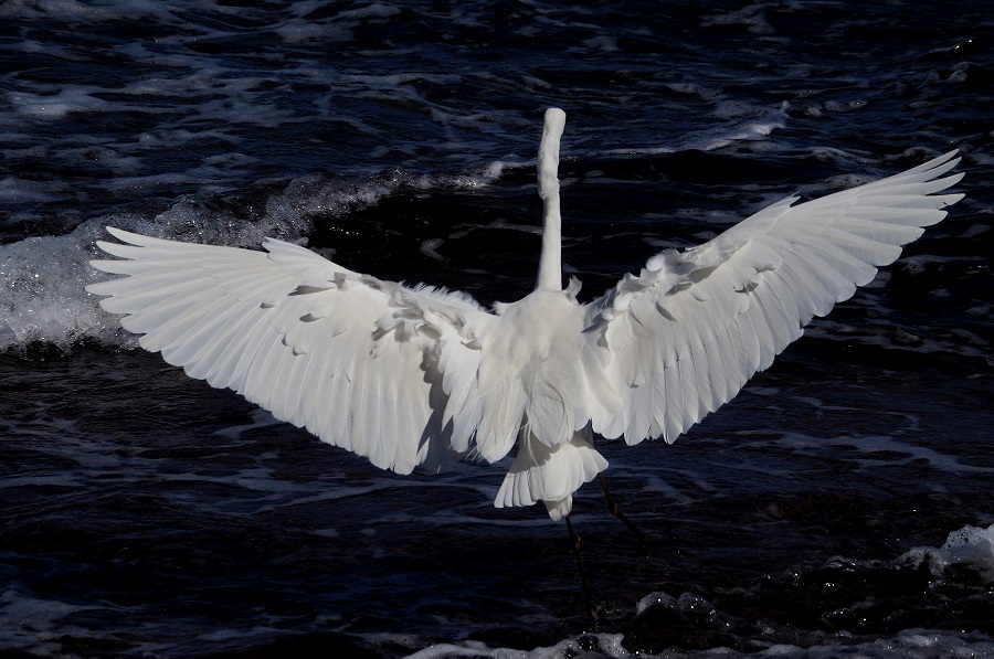 Ερωδιός Καράβολας