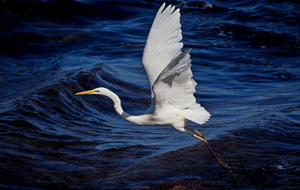 Ερωδιός Καράβολας