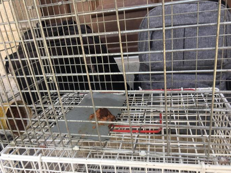 Ευαγγελισμός Γάτες