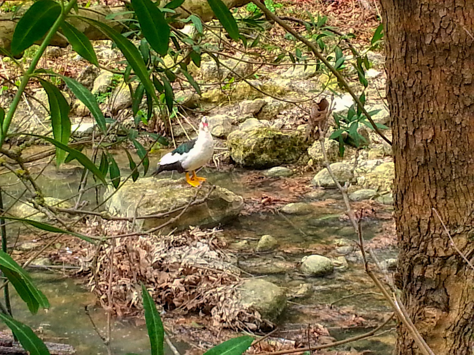 Φαράγγι Καρτερού
