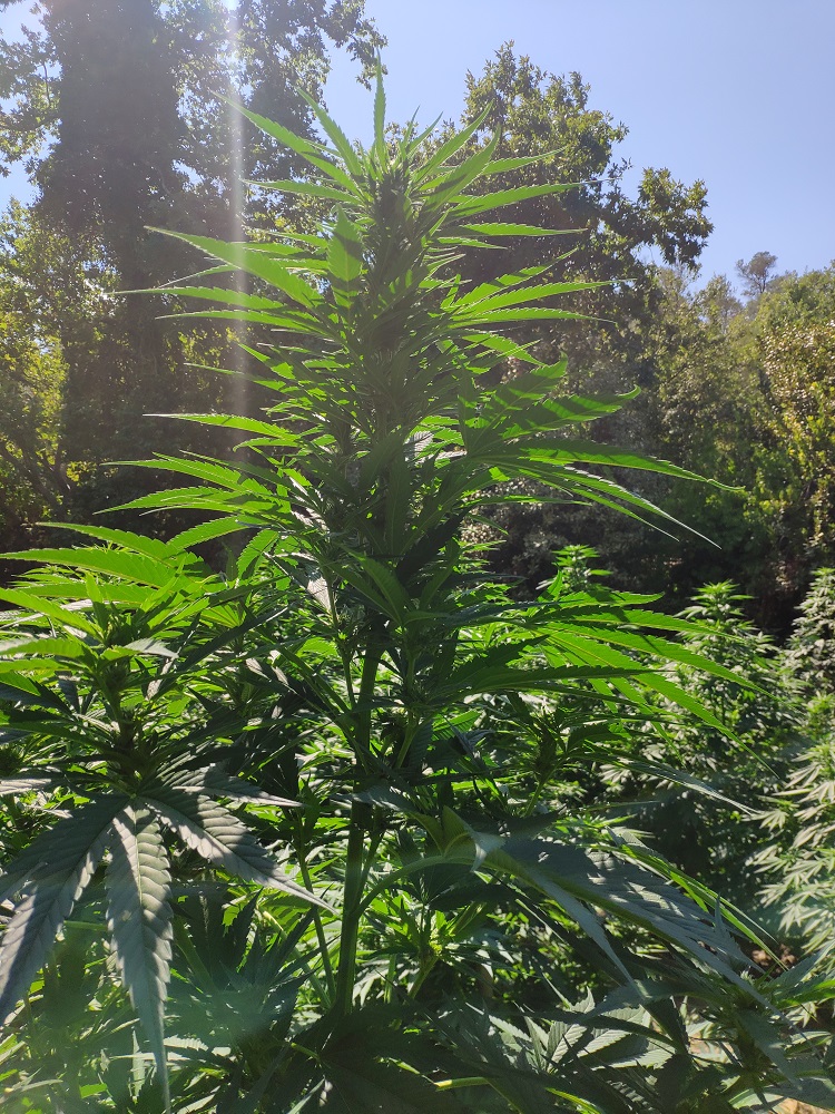 Φυτεία Αμάρι