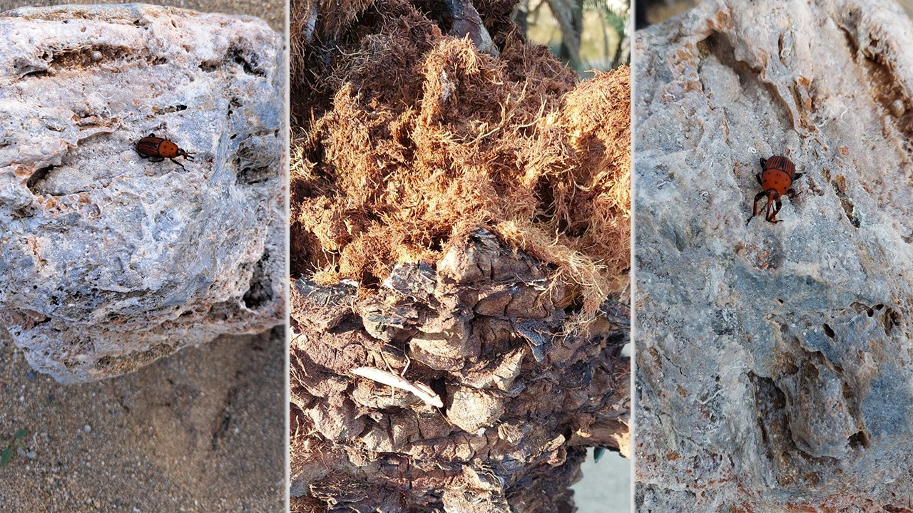 foinikodasos vai skathari kentriki...