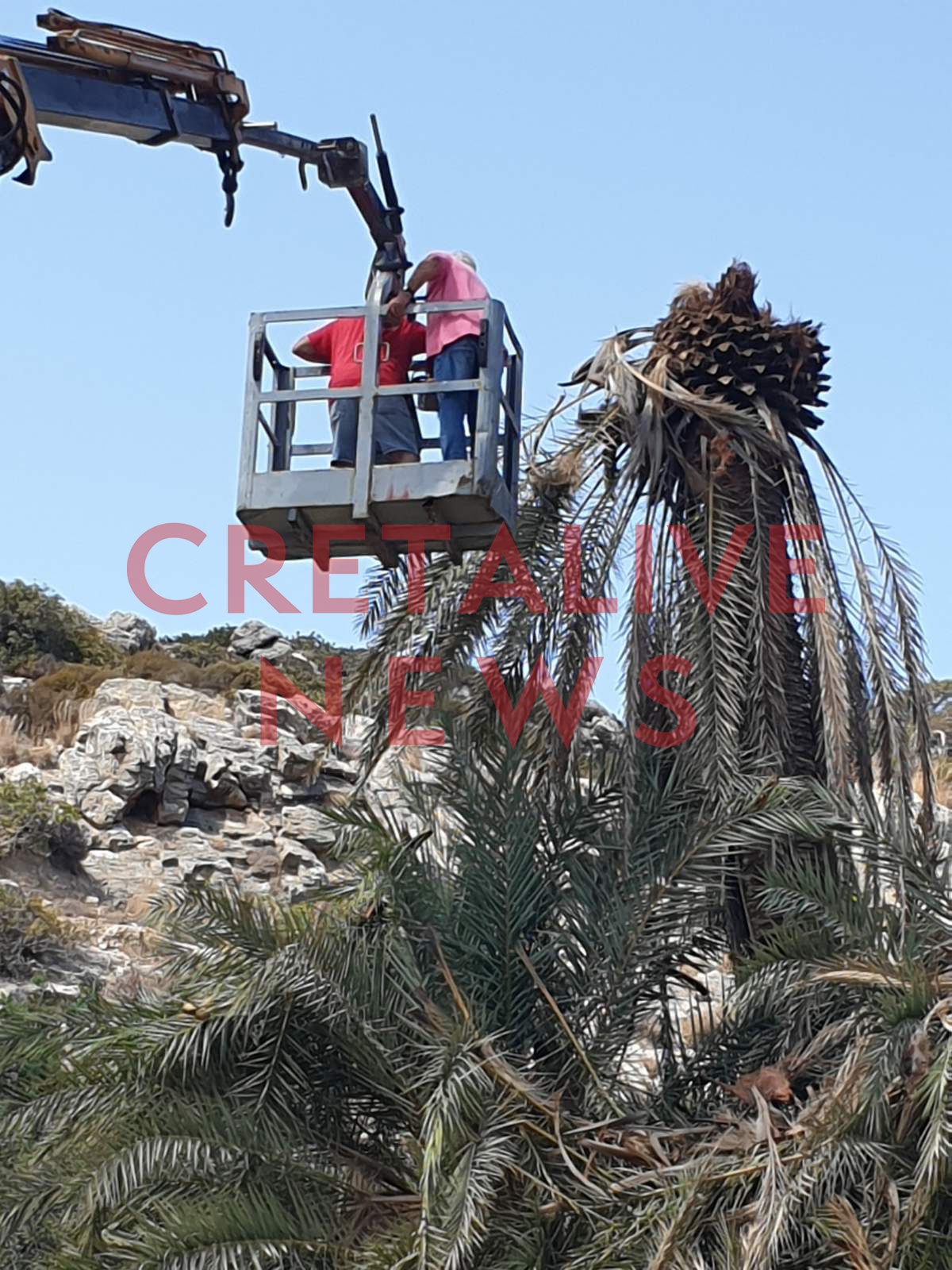 foinikodasos vai skathari 10