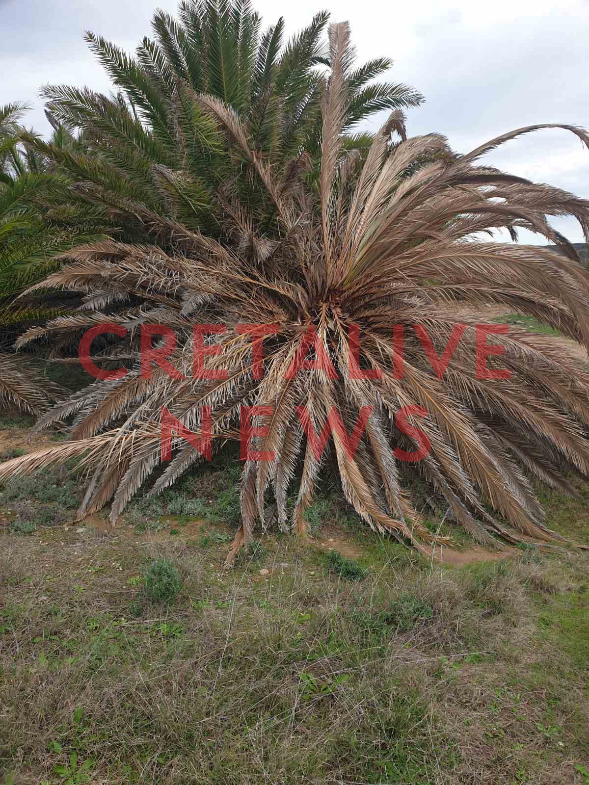 foinikodasos vai skathari3