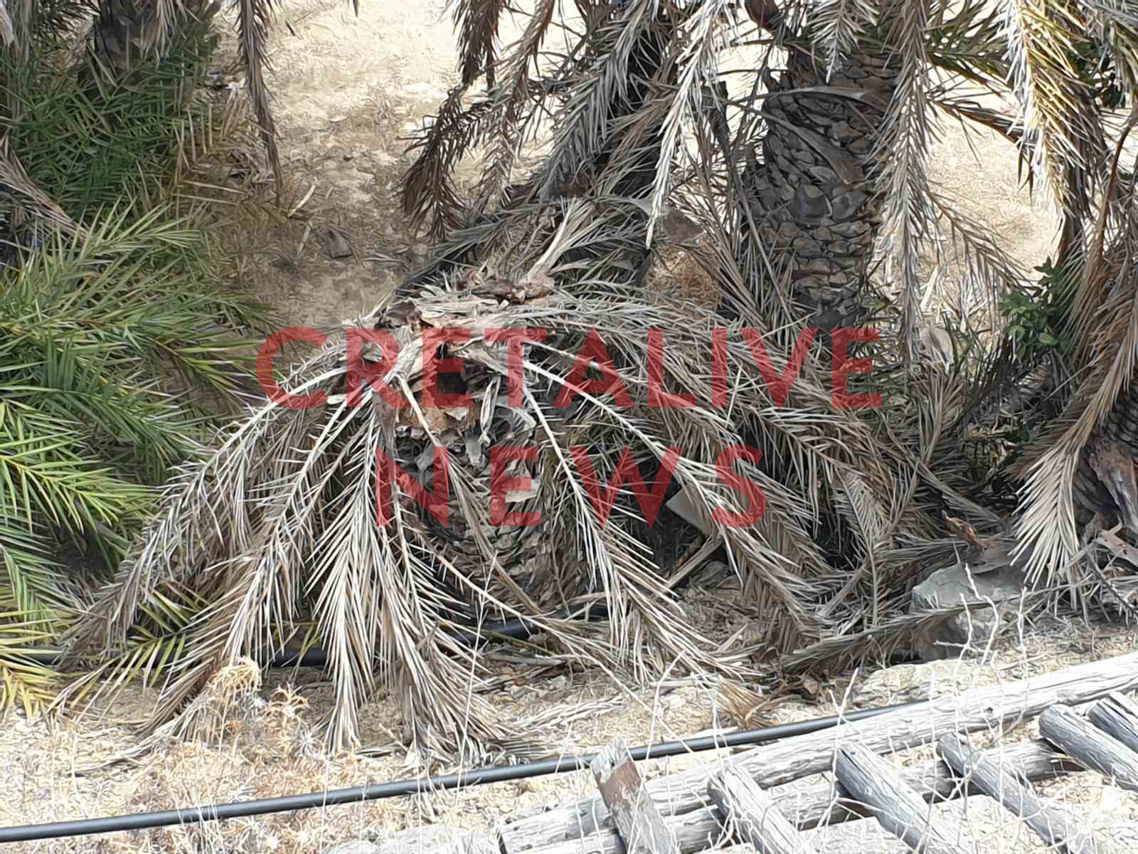 foinikodasos vai skathari4