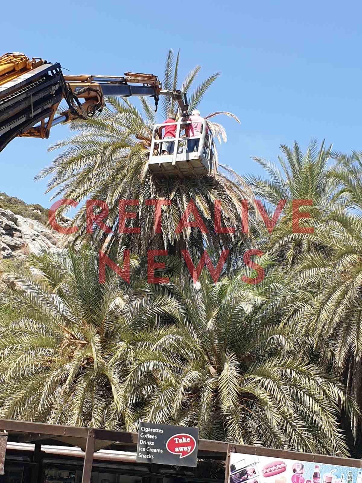 foinikodasos vai skathari 8