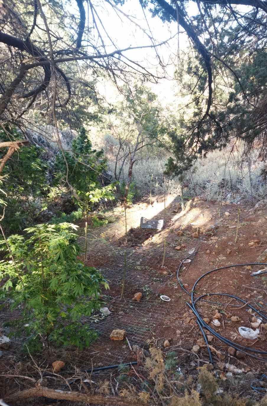 φυτεία κάνναβης Χανιά