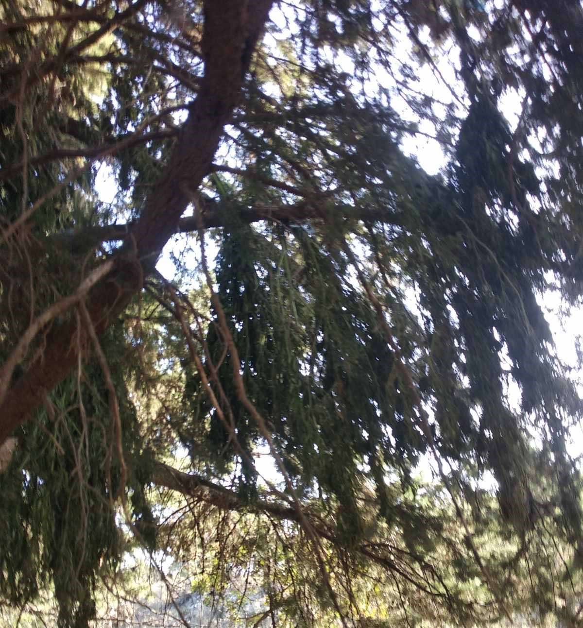 φυτεία κάνναβης Χανιά