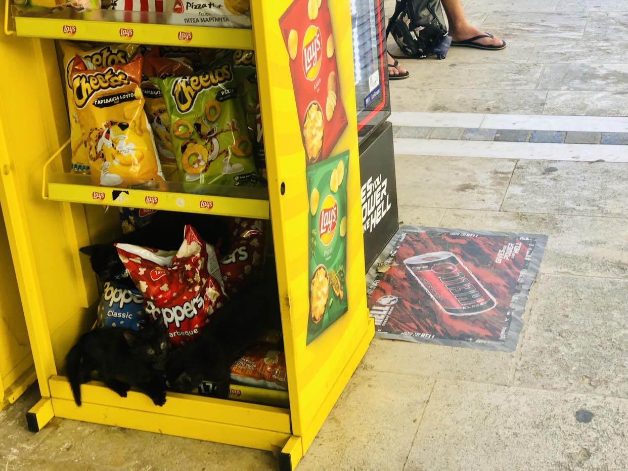 Γατάκια δικαστήρια