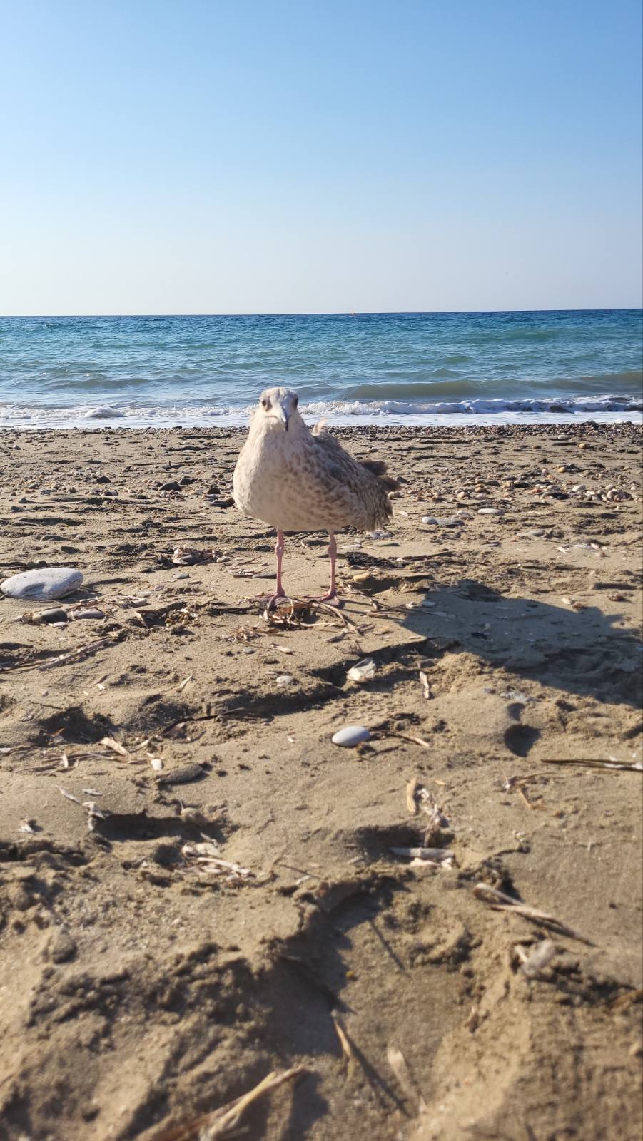 Γλάρος Φόδελε