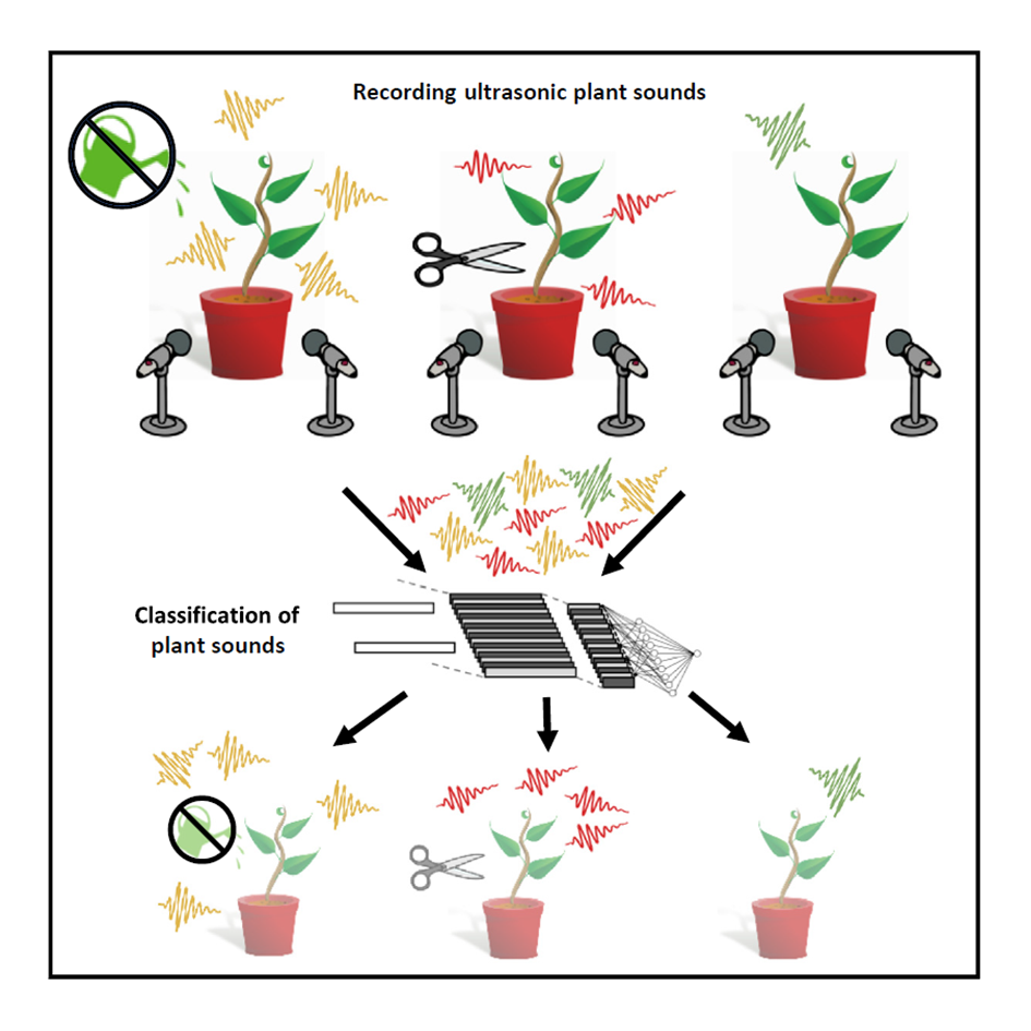 στρες φυτά ήχοι