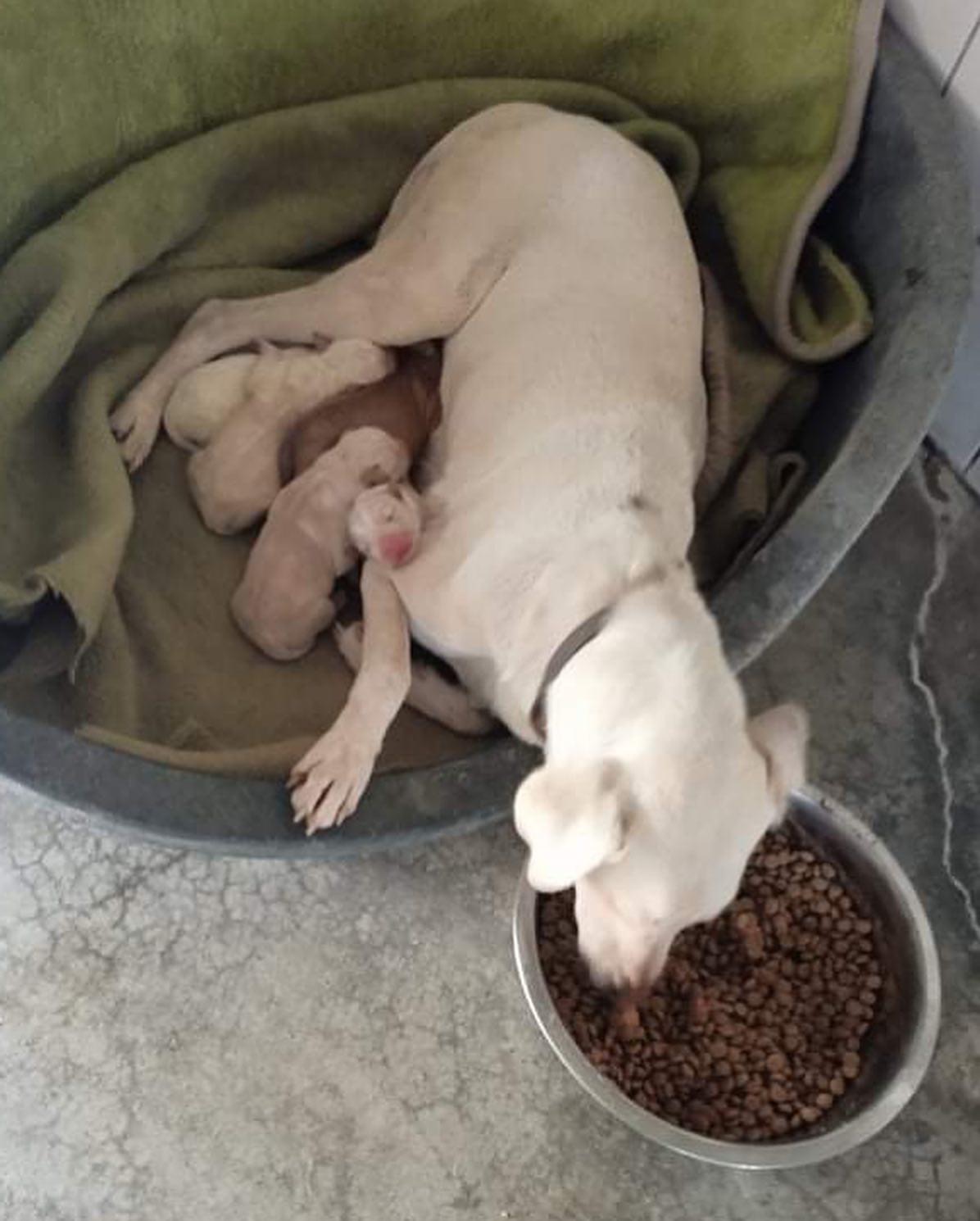 κυνοκομείο