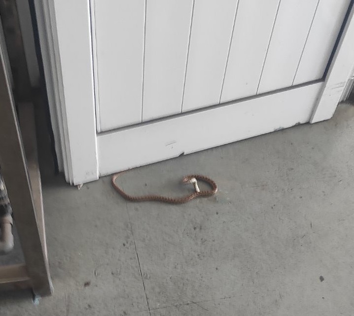 Φίδι Γιόφυρος